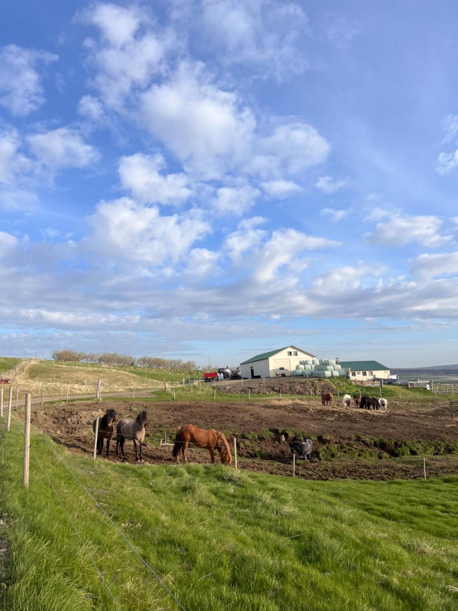 Stora-Asgeirsa Horse Farm Stay Vithigerthi 외부 사진