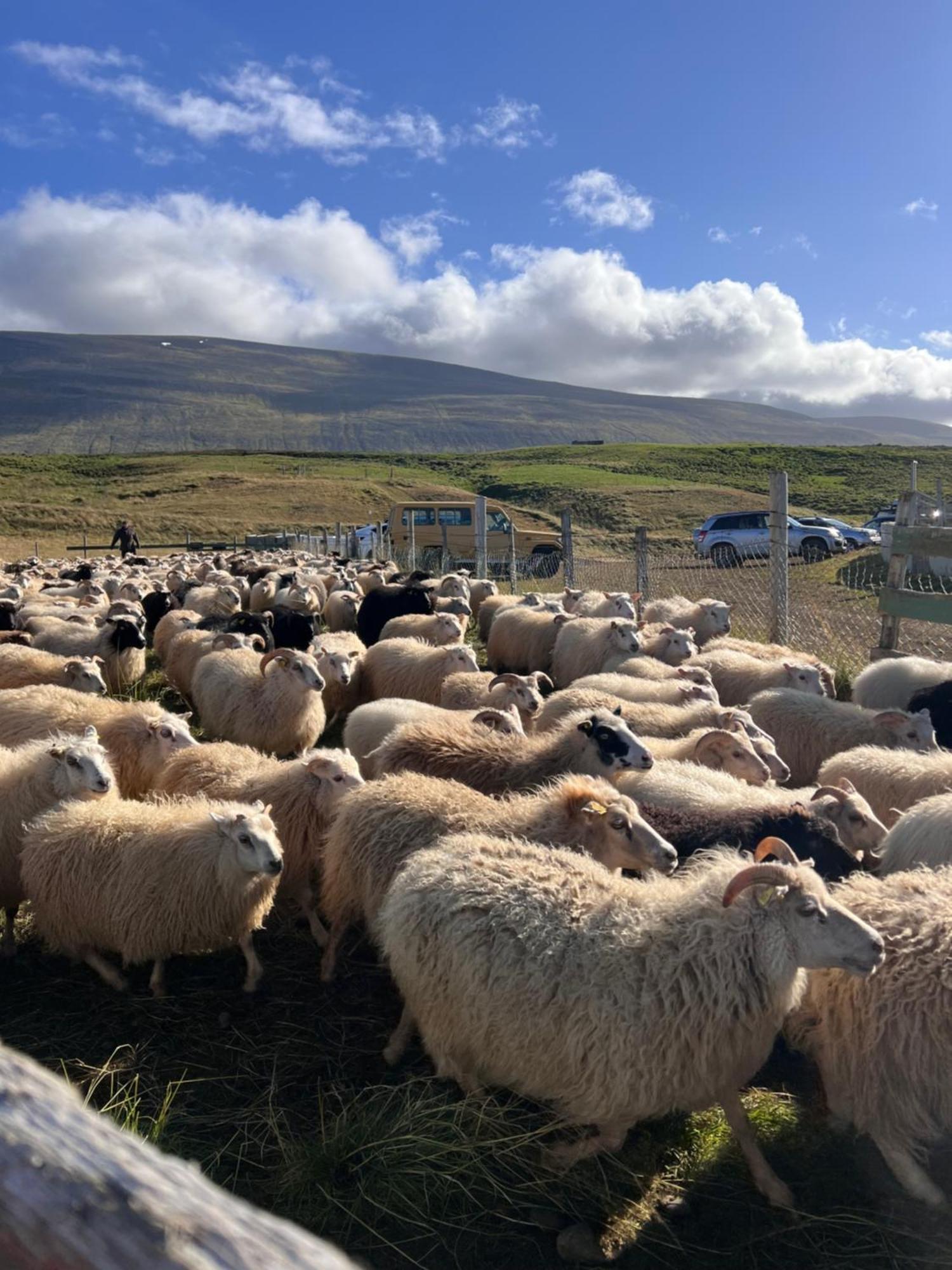 Stora-Asgeirsa Horse Farm Stay Vithigerthi 외부 사진