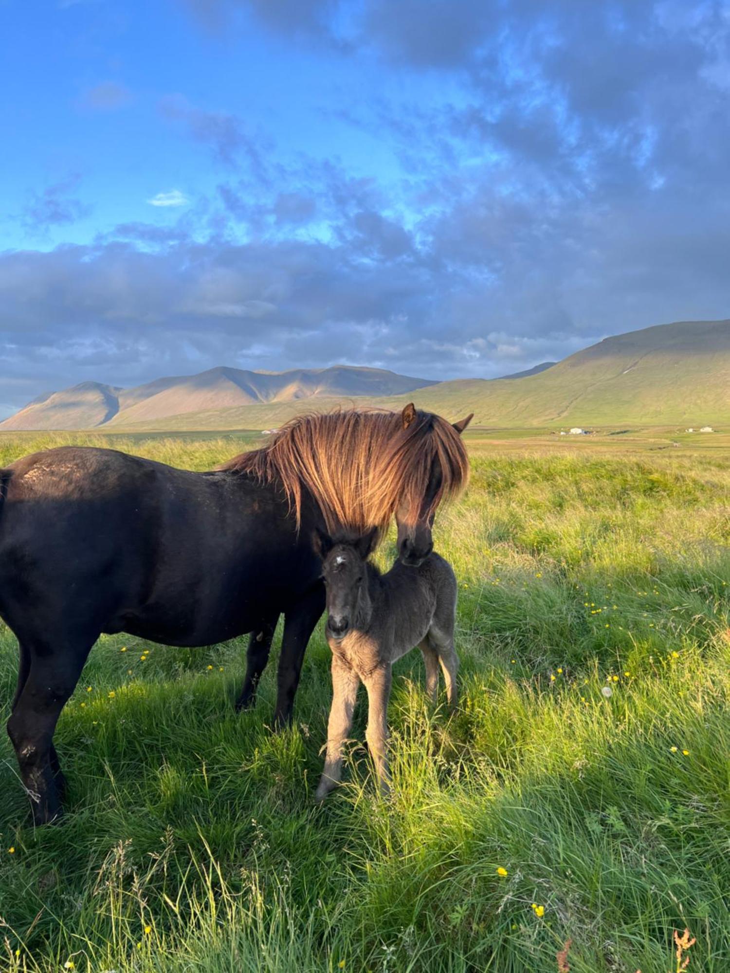 Stora-Asgeirsa Horse Farm Stay Vithigerthi 외부 사진